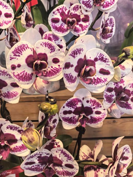 蝴蝶兰珊瑚礁8支 商品图1