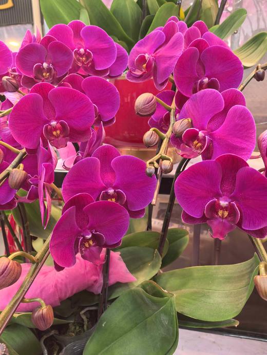 蝴蝶兰8支红花GH 商品图1