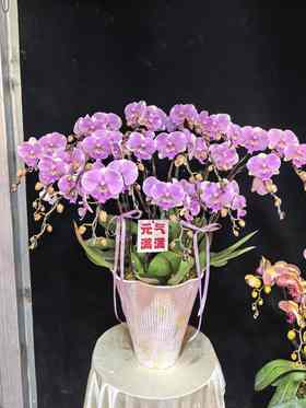 蝴蝶兰婚礼15支YX