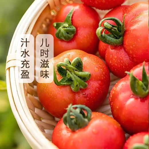 生态小红番茄 西红柿 口感佳 脆甜回甘 甜度高 汁水足 风味浓 生食比水果还好吃 商品图6