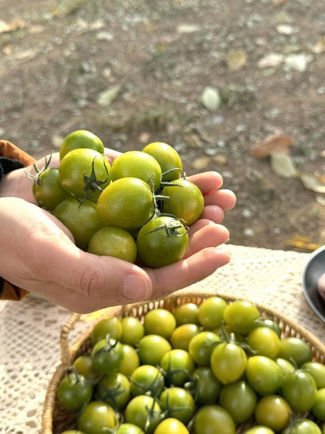 【青小番小番茄】低卡无负担，但维生素含量是普通番茄1.8倍-CC