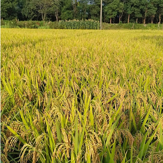 和菜头·佤乡红软米（1kg/袋） 商品图5