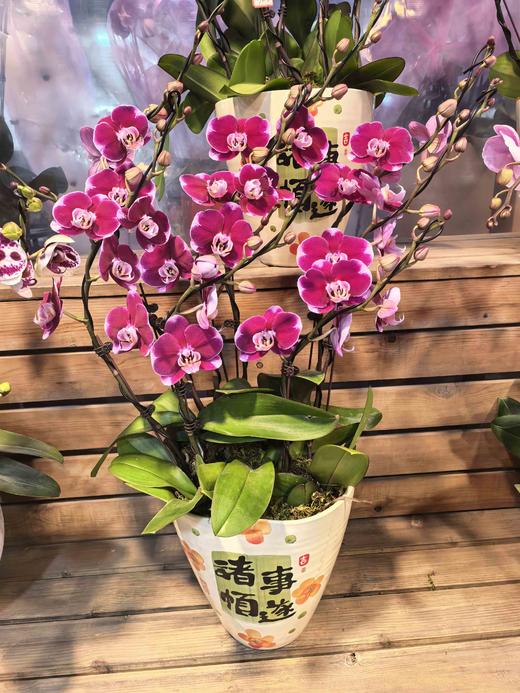 蝴蝶兰五星上将8支 商品图1