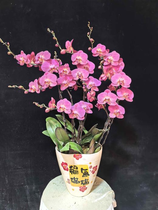 高端定制蝴蝶兰红苹果8支YX 商品图0