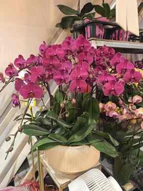 蝴蝶兰砂糖橘10支GH