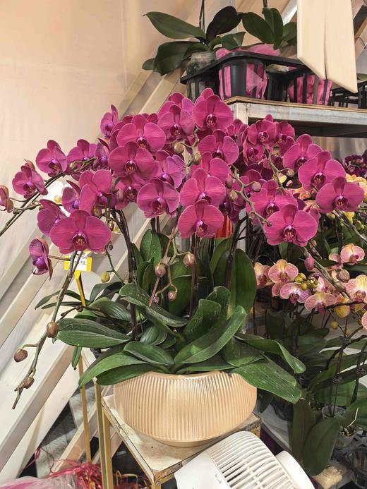 蝴蝶兰砂糖橘10支GH 商品图0