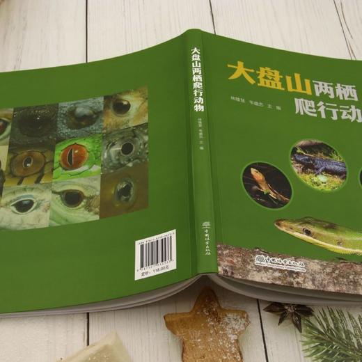 大盘山两栖爬行动物 &3453 商品图3