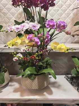 蝴蝶兰混搭12支GH