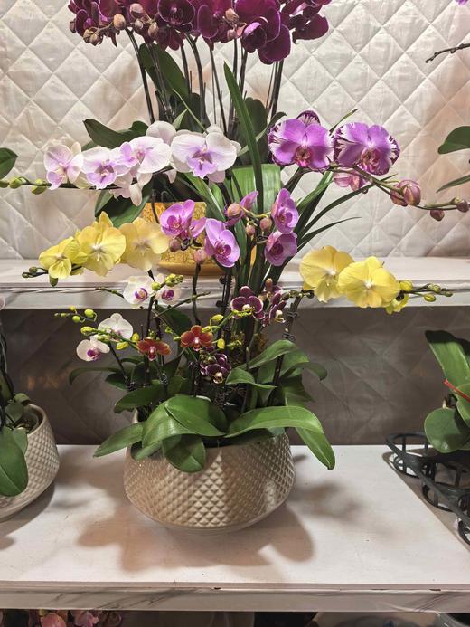 蝴蝶兰混搭12支GH 商品图0