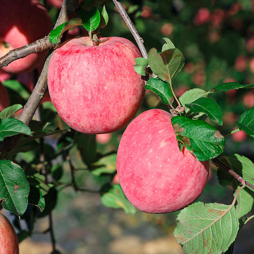 春节礼盒系列【自然搭档】小蜜脆洛川苹果礼盒 国家地理标志产品 富士里的天花板 爆甜酥脆多汁 商品图2