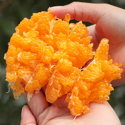 四川新鲜春见耙耙柑5斤装现摘现发香甜多汁 商品图6