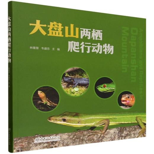 大盘山两栖爬行动物 &3453 商品图0