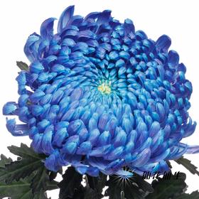 小菊 | 牡丹菊雨墨蓝【人工吸染，有色差，慎重下单】