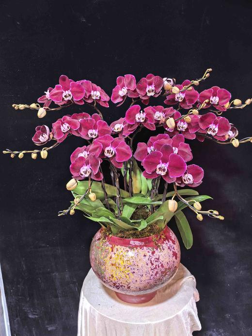 高端定制造型蝴蝶兰幻影8支yx 商品图3