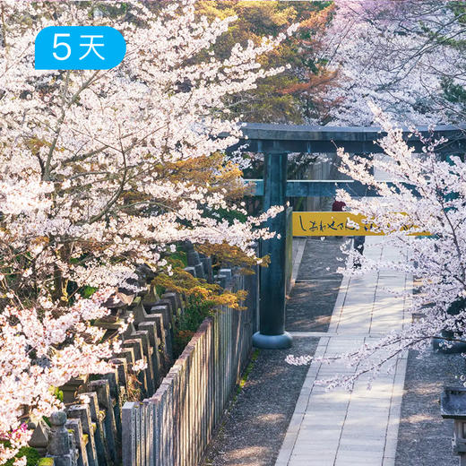 四国遍路精华版65KM丨古老禅修道  赠送金刀比罗宫《樱桃小丸子》取景地  樱花季 5日 商品图0