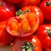 生态小红番茄 西红柿 口感佳 脆甜回甘 甜度高 汁水足 风味浓 生食比水果还好吃 商品缩略图11