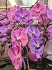 蝴蝶兰云朵大粉色10支GH 商品缩略图1