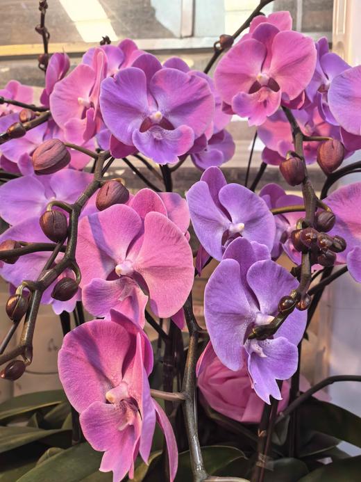 蝴蝶兰云朵大粉色10支GH 商品图1