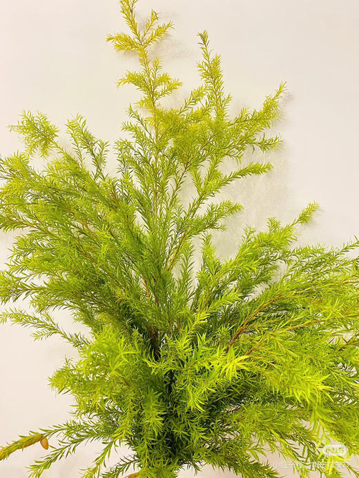 【千层金 】原色 若干枝/扎（秋冬季颜色偏秋色） 商品图9