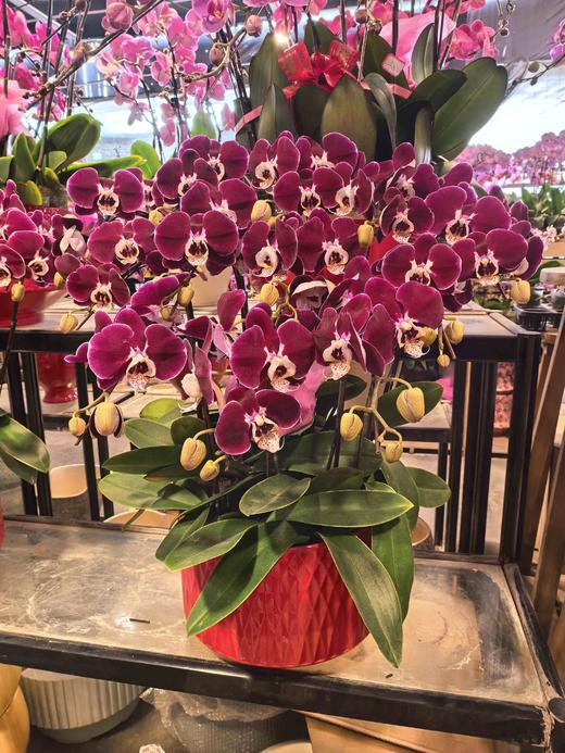 蝴蝶兰幻影12支YX 商品图1