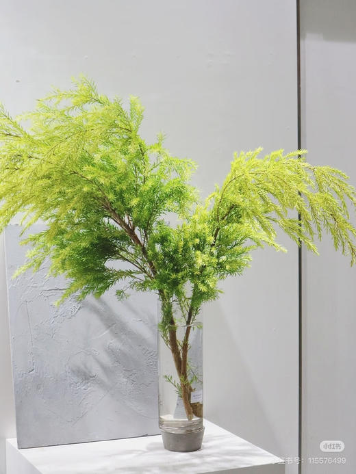 【千层金 】原色 若干枝/扎（秋冬季颜色偏秋色） 商品图2