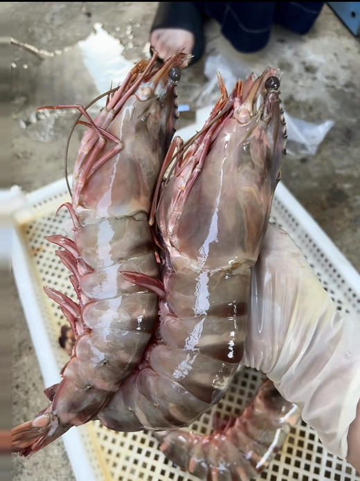 &  虾中巨擘！特大红爪虾🦐带膏，肉质紧实，鲜甜，少量货‼【活冻】 商品图5