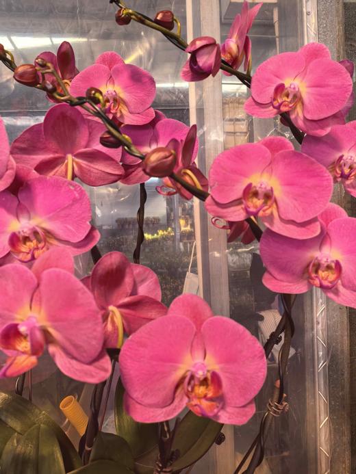 蝴蝶兰红苹果8支YX 商品图1