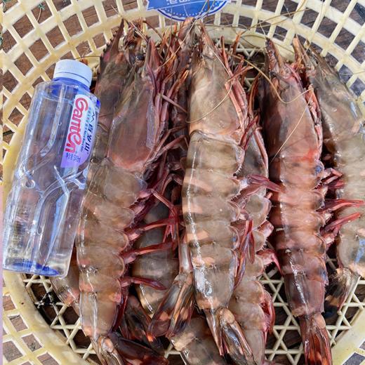 &  虾中巨擘！特大红爪虾🦐带膏，肉质紧实，鲜甜，少量货‼【活冻】 商品图6