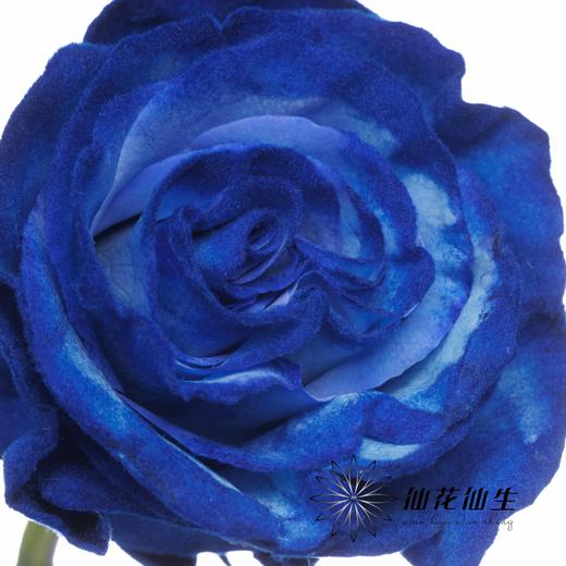 逸禾染色单头玫瑰 | 克莱因梦境【国产染色，可能染色不均匀 介意慎拍】 商品图1