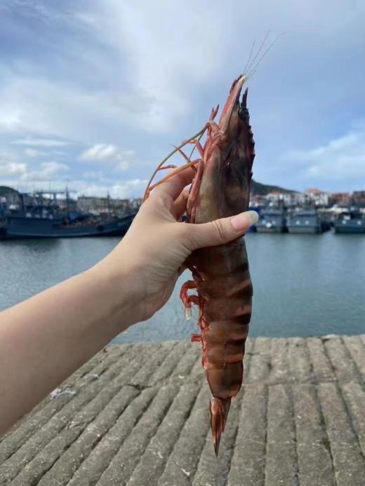 &  虾中巨擘！特大红爪虾🦐带膏，肉质紧实，鲜甜，少量货‼【活冻】 商品图11