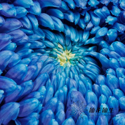 小菊 | 牡丹菊雨墨蓝【人工吸染，有色差，慎重下单】 商品图3