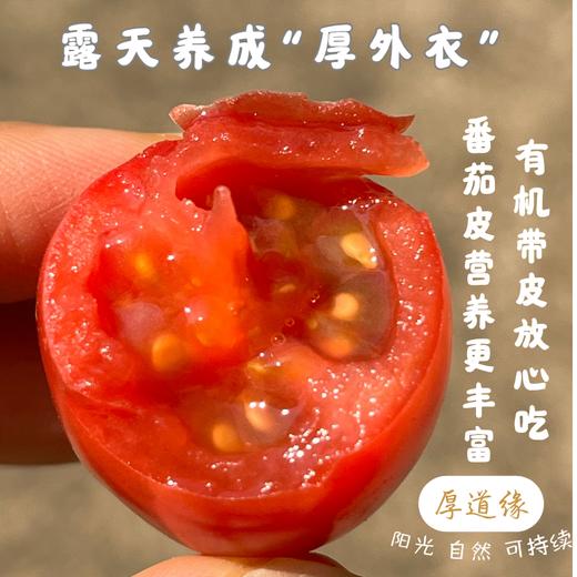 露天云南有机小番茄（露天有机种植，部分小番茄外观可能有疤痕，介意勿拍） 商品图3