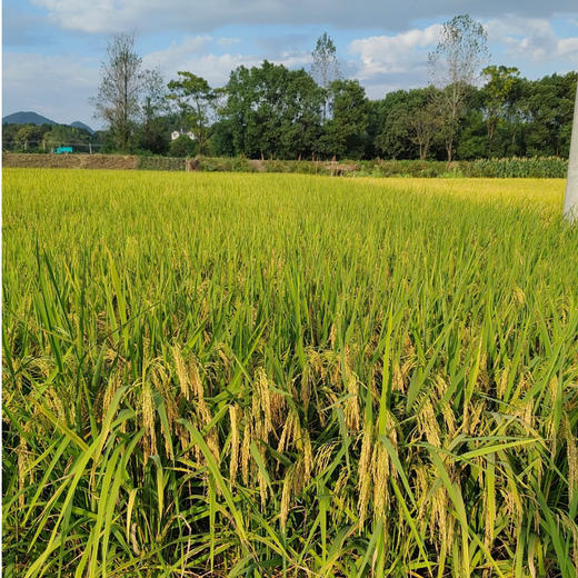 和菜头·佤乡红软米（1kg/袋） 商品图4