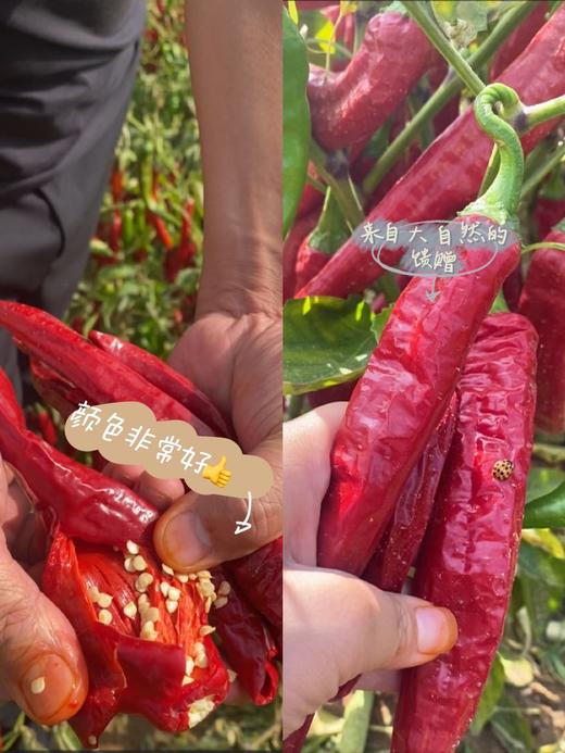 正月十六开始发货【非遗土主豆瓣酱】不添加香精色素、增稠剂防腐剂，真正0️⃣添加，吃起来健康放心！ 商品图6