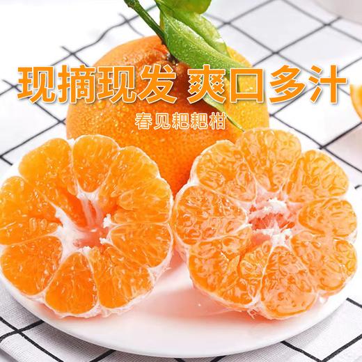 【四川眉山耙耙柑】果香浓郁鲜嫩无渣 味甜多汁 商品图0