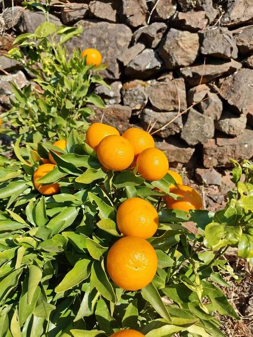 有机沃柑  5斤 商品图3