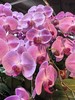 蝴蝶兰大粉冠军12支 商品缩略图1