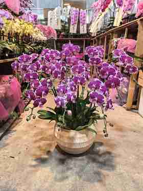 蝴蝶兰美少女12支YX