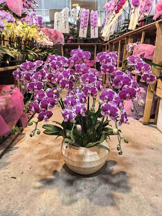 蝴蝶兰美少女12支YX 商品图0