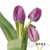 国产郁金香 | 诺娃 商品缩略图1