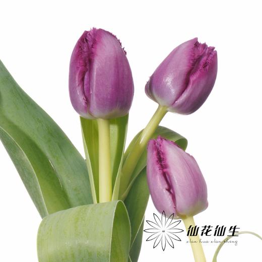 国产郁金香 | 诺娃 商品图1