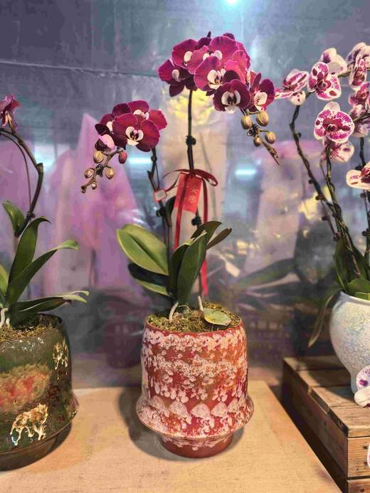 高端定制蝴蝶兰米歇尔2支 商品图1