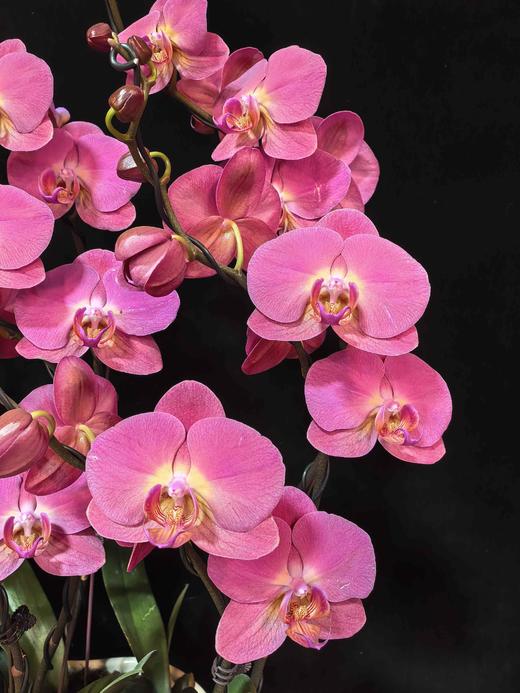 高端定制蝴蝶兰红苹果8支YX 商品图2