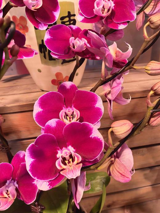 蝴蝶兰五星上将8支 商品图2