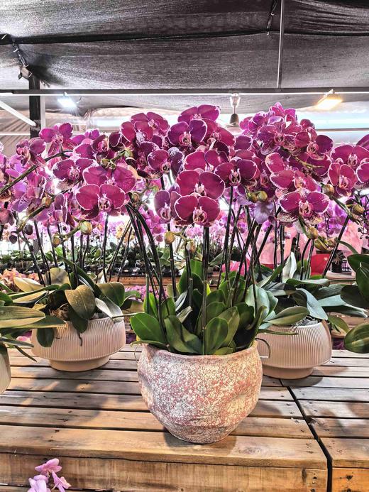 蝴蝶兰美少女12支YX 商品图4