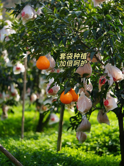 【等待一年的耙耙柑】顺丰/京东包邮   春天里的 春见耙耙柑 9.5-9.8高熟度 果味浓郁 不打除草剂 施有机肥 生态种植 孕妇孩子放心吃 商品图5