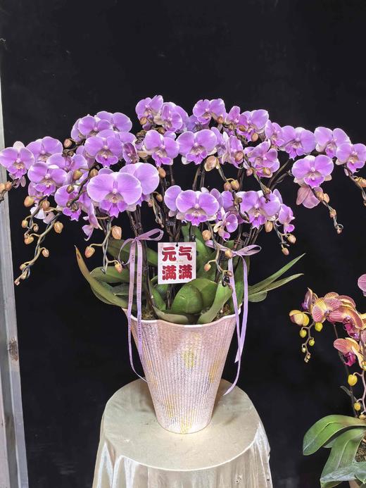 蝴蝶兰婚礼15支YX 商品图2