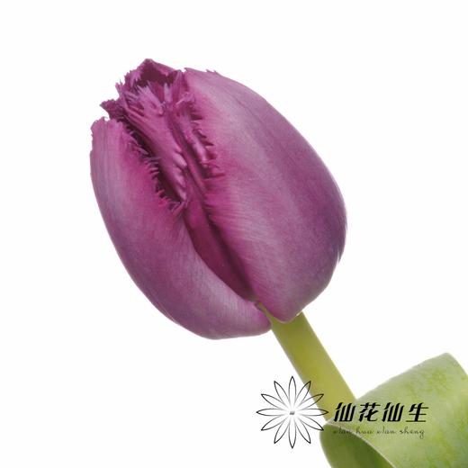 国产郁金香 | 诺娃 商品图0