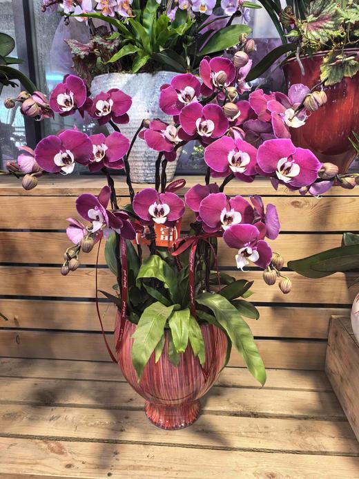 蝴蝶兰米希尔8支YX 商品图3