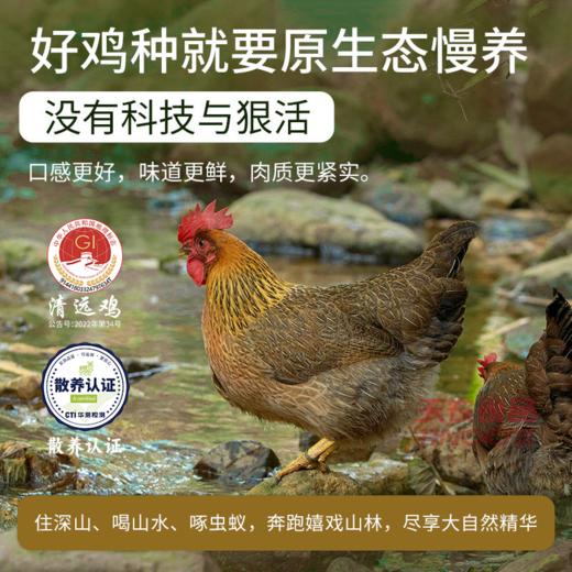 【免洗免切】天农食品 林涧散养清远鸡切块 450g*3盒 皮薄爽脆鸡肉细腻 商品图4